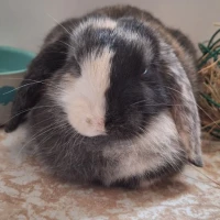 Adopta a Moca