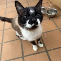 Adopta a Nene