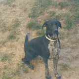 Adopta a Lua