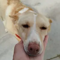 Adopta a Oliva, Tlf De Contacto 645978718