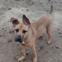 Adopta a Sasha