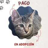 Adopta a Paco