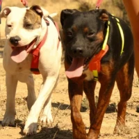 Adopta a Shanti Y Sid