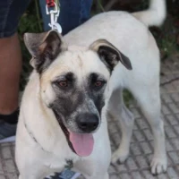 Adopta a Linda