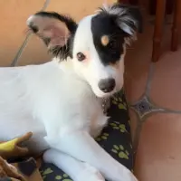 Adopta a Sushi