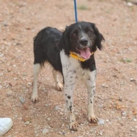 Adopta a Sofi