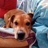 Adopta a Cuqui