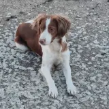Adopta a Rio