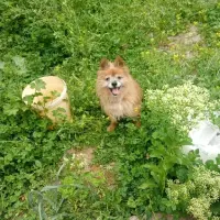 Adopta a Lío