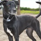 Adopta a Buggy