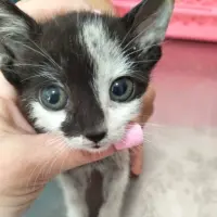 Adopta a Pipa