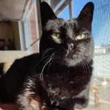 Adopta a Baldufa
