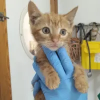 Adopta a Mandarina