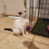 Adopta a House