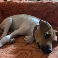 Adopta a Lola