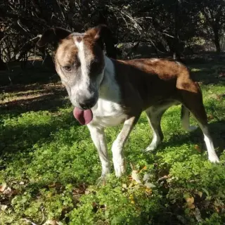 Chester