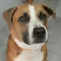 Adopta a Jotis