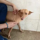 Adopta a Dumbo, Precioso Perrito Tlf 645978718