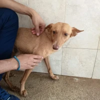Adopta a Dumbo, Perrito Tamaño Pequeño, Tlf 645978718