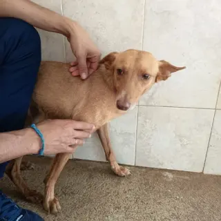 Dumbo, Precioso Perrito Tlf 645978718