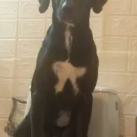 Adopta a Bayron