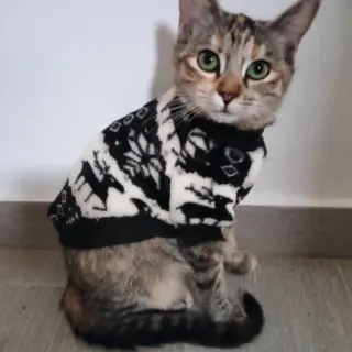 Heidi