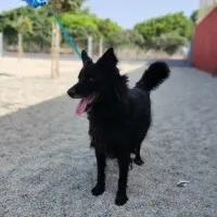 Adopta a Peluxo
