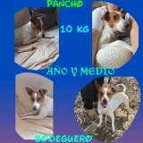 Adopta a Pancho