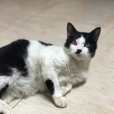 Adopta a Timón