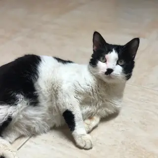 Timón