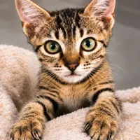 Adopta a Trébol 🍀