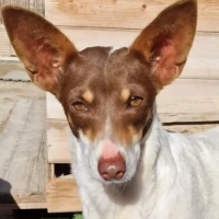 Adopta a Dina