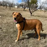 Adopta a Chapo