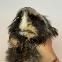 Adopta a Tiramisú