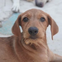 Adopta a Calabacín