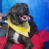 Adopta a Elektra