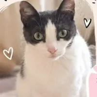 Adopta a Gari