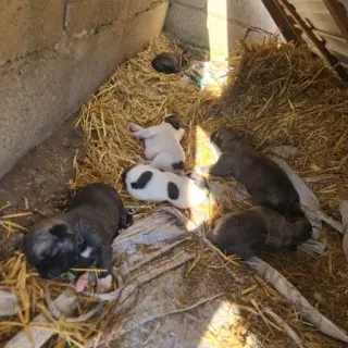 Kangal Turco Con Mastín Leones