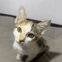 Adopta a Sarabi