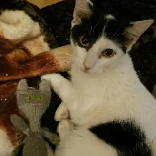 Pirata
