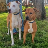 Adopta a Mad Y Lucas