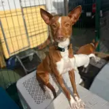 Adopta a Pepa