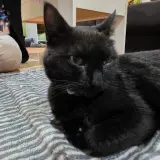 Adopta a Mimosa