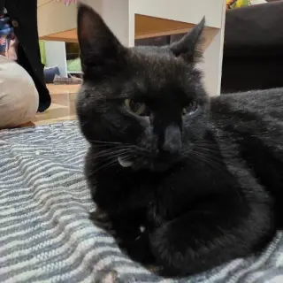 Mimosa