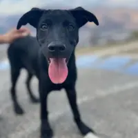 Adopta a Balto