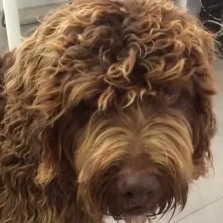 Dani