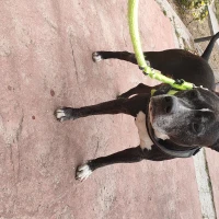 Adopta a Zeus