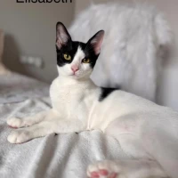 Adopta a Elisabeth