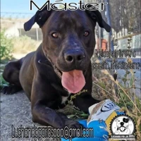 Adopta a Master