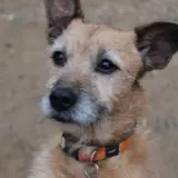 Adopta a Shavo